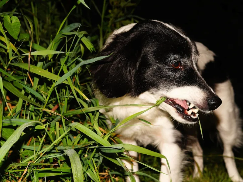 Mein Hund Frisst Erde Was Fehlt Ihm Mein Hund frisst Gras - fehlt ihm etwas?
