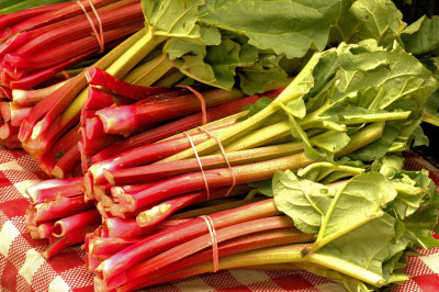 Frische Rhabarber-Stangen auf dem Markt mit grünen Blättern