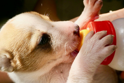 Muttermilch oder Ersatzmilch ist gesund für Welpen, aber nicht für erwachsene Hunde