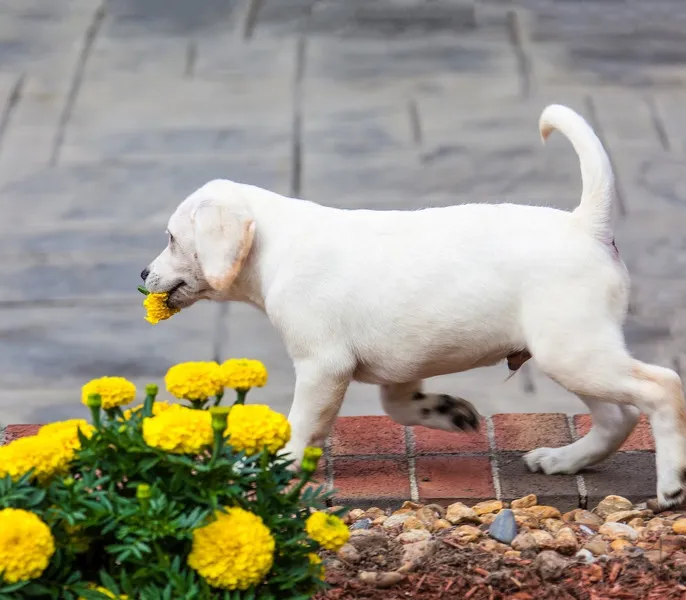 Stark giftig für Hunde 20 Pflanzen & 3 Pilze