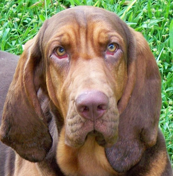Bluthund mit Ektropium und geröteten Augen