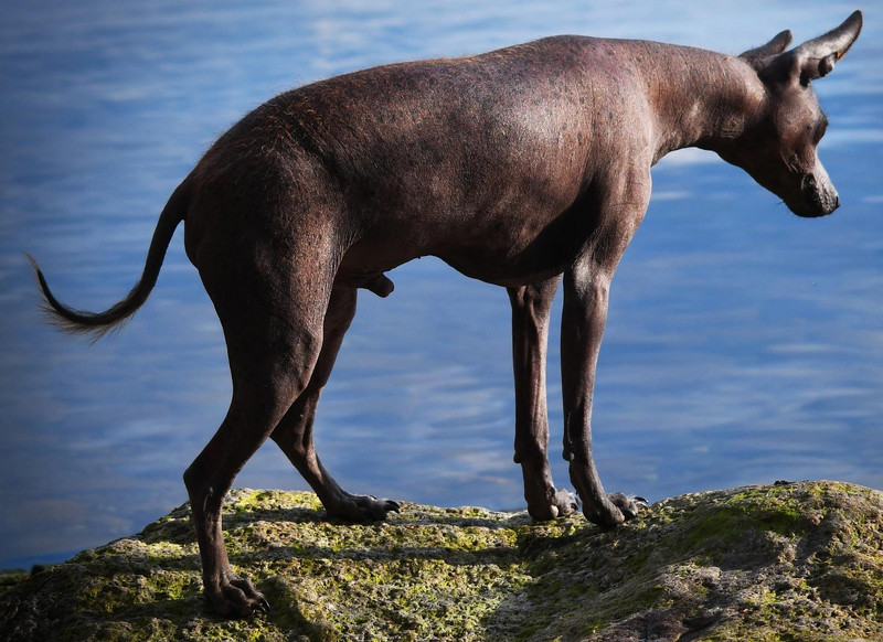 Xoloitzcuintl: Mexikanischer Nackthund