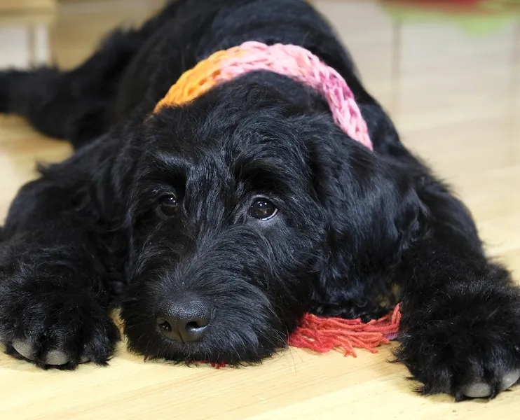 Hund Läuft Immer Hinter Mir Husten & Zwingerhusten beim Hund