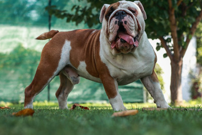 Englische Bulldoggen zählen zu extremer Qualzucht