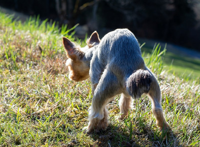 Wenn Hunde erfolglos versuchen zu koten, kann ein Darmverschluss die Ursache sein
