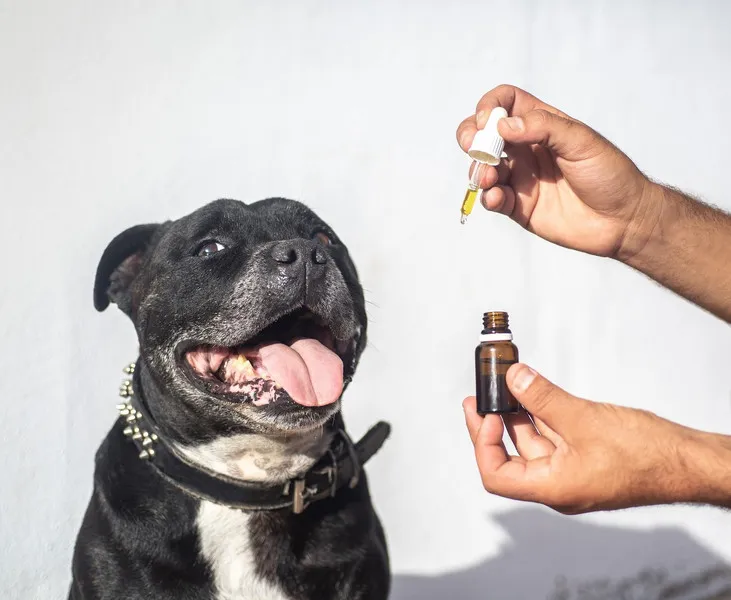 rækkevidde Fighter Muldyr Wann sind Medikamente zu Silvester beim Hund notwendig? - DigiDogs