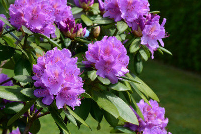 Rhododendron im Frühling mit lila Blüten