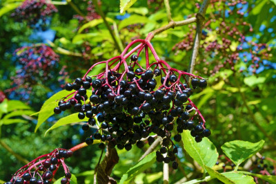 Schwarzer Holunder mit dunklen Früchten