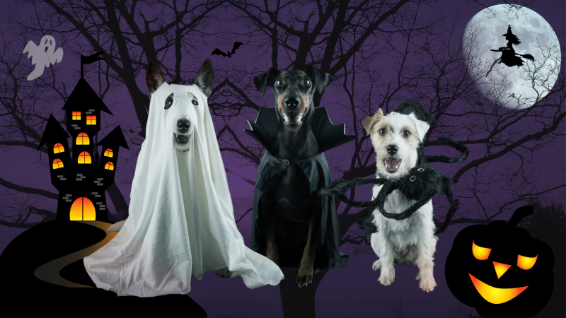 Halloween mit Hund sicher genießen