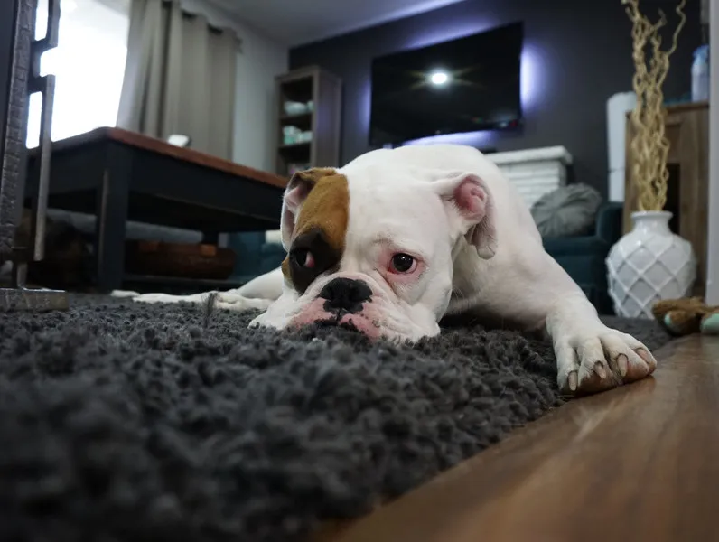 Hundehaltung in der Mietwohnung