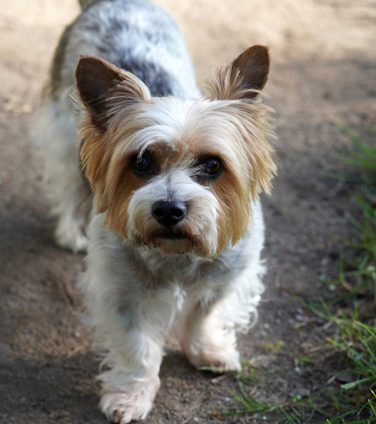 Erwachsener Biewer Terrier (Yorkshire)