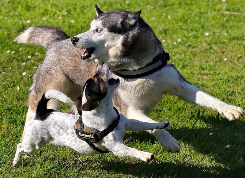 Jack Russell Terrier (vorn im Bild) im wilden Spiel mit einem Husky