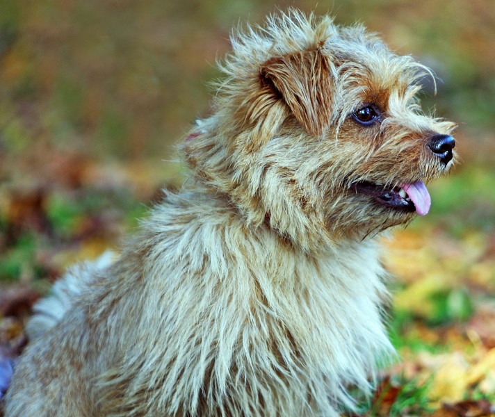 Norfolk Terrier: Aufmerksam und freundlich