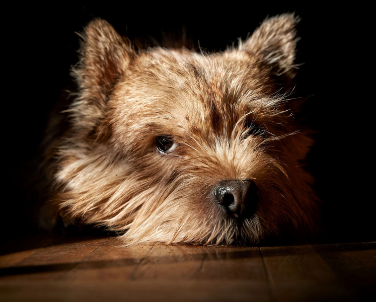 Norwich Terrier
