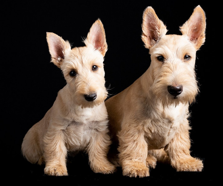 Zwei weiße Scottish Terrier