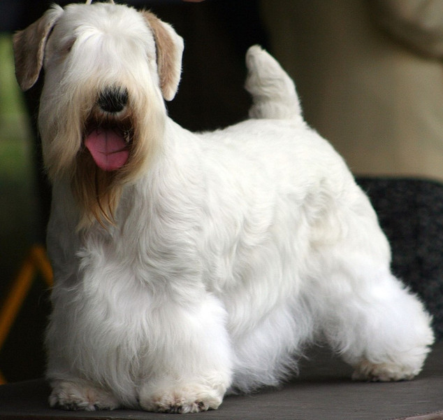 SealySealyham Terrier auf Hundeausstellungham Terrier
