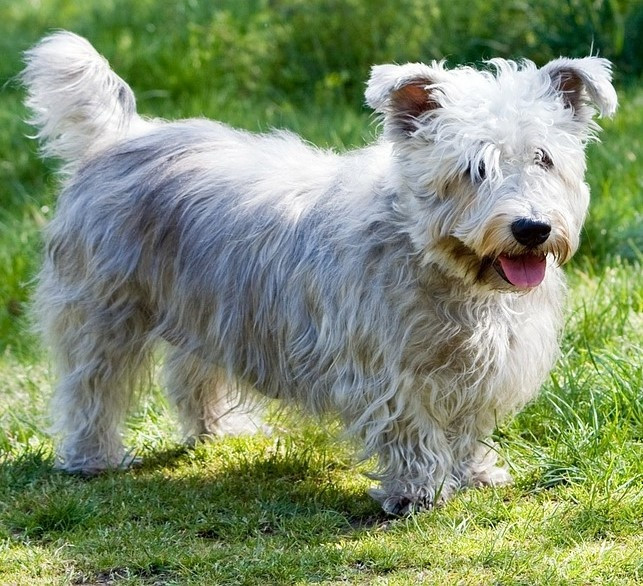Irish Glen of Imaal Terrier