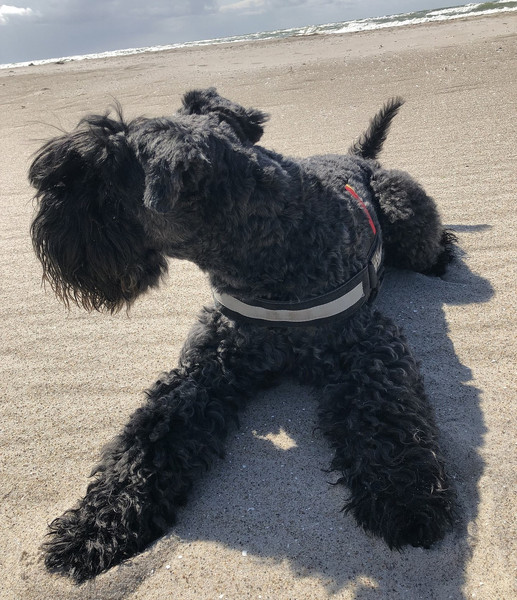 Kerry Blue Terrier am Strand