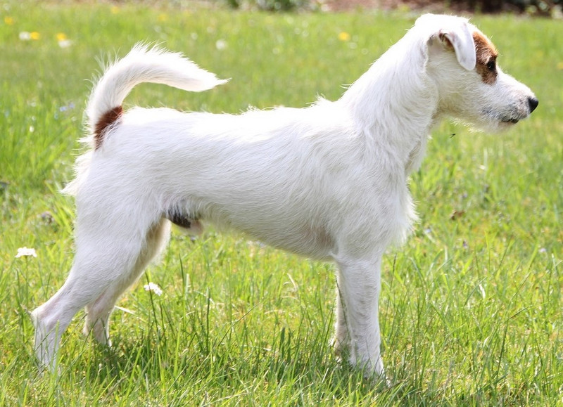 Prachtexemplar: Parson Russell Terrier