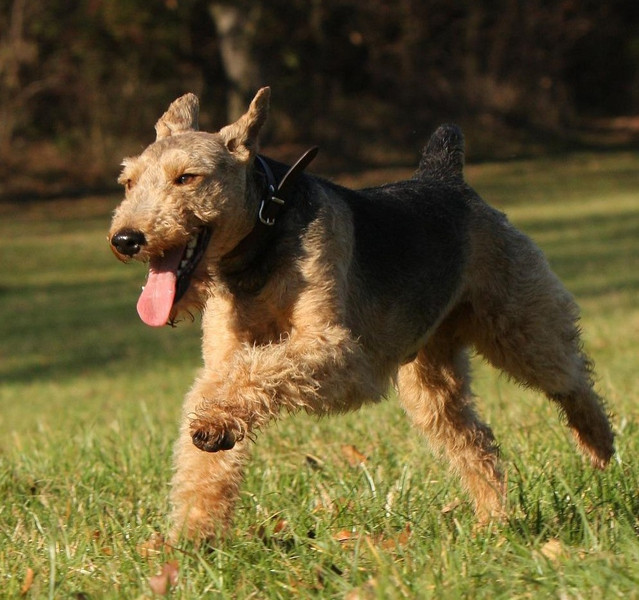 Sportlicher Welsh Terrier im Galopp