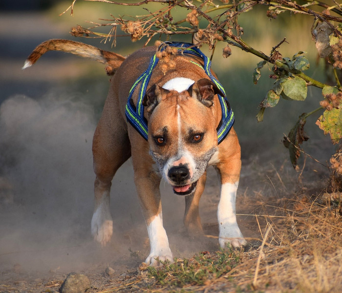 American Staffordshire: sprühend vor Energie