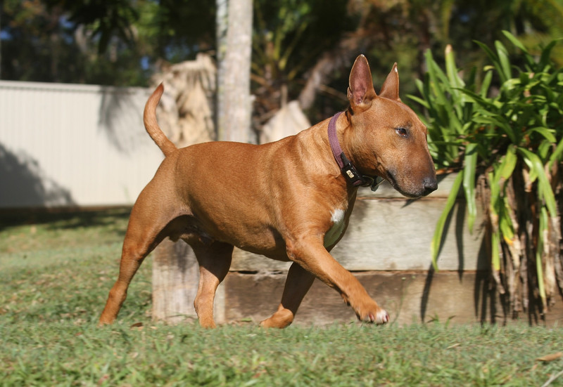 Bull Terrier mit typischer \