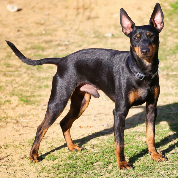 Prächtiger English Toy Terrier-Rüde