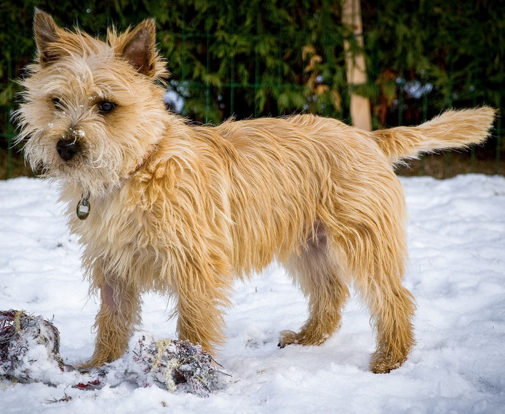 Cairn Terrier aufmerksam im Schnee