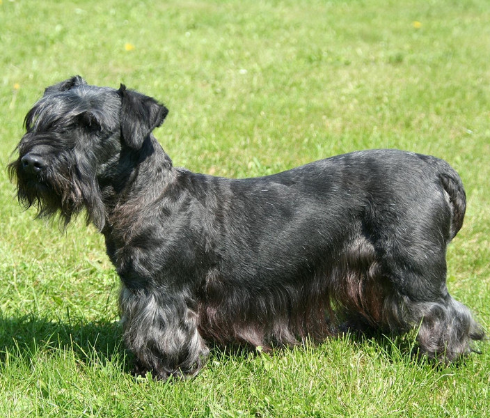 Schwarzer Cesky Terrier (Tschechischer Terrier)