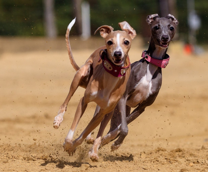 2 Whippets auf der Rennbahn
