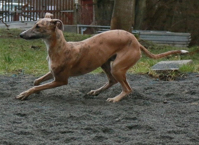 Junger Galgo in Aktion
