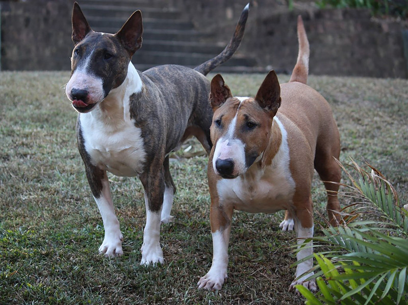 Zwei kräftige Bullterrier scheinen zu fragen: Und, was machen wir jetzt?
