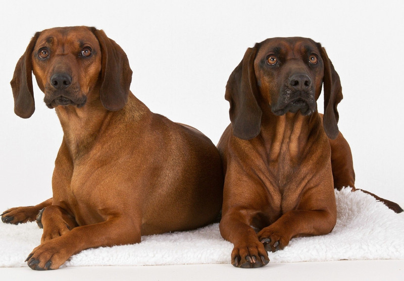 Zwei wunderschöne Bayerische Gebirgsschweißhunde