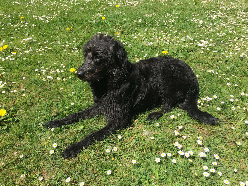 Labradoodle Lilly