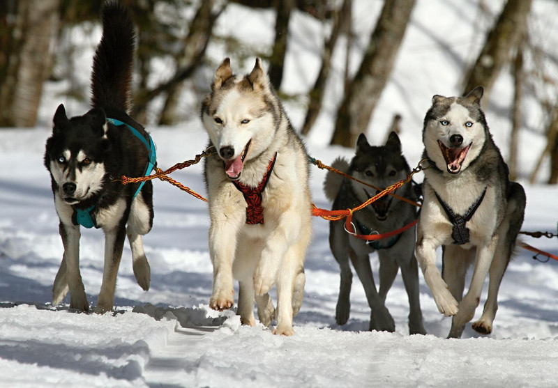 Siberian Huskies beim Schlittenrennen