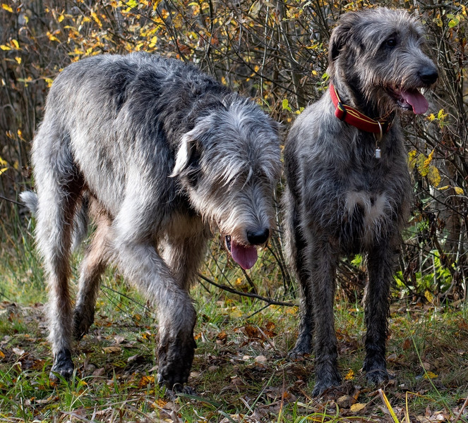 Zwei wunderschöne Deerhounds (Schottische Hirschhunde)