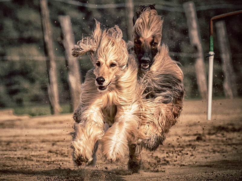 Afghanische Windhunde beim Rennen