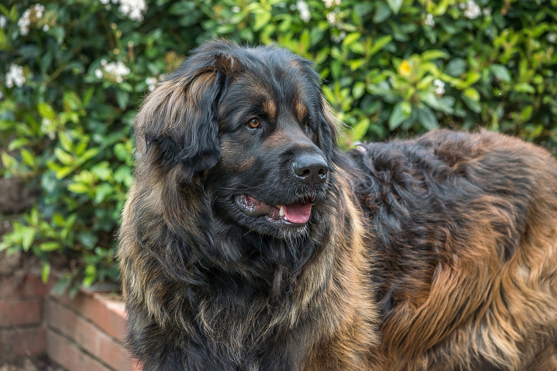 Leonberger-Rüde