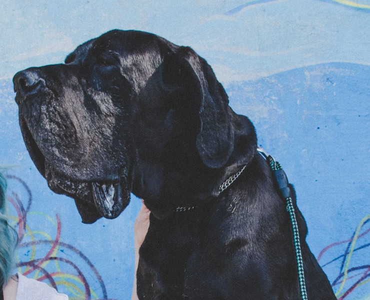 Schwarzer beeindruckender Mastino Napoletano