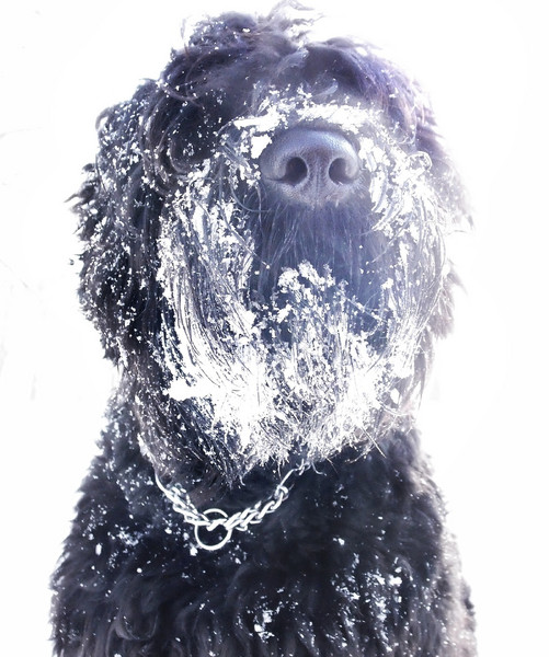 Russischer Schwarzer Terrier im Schnee