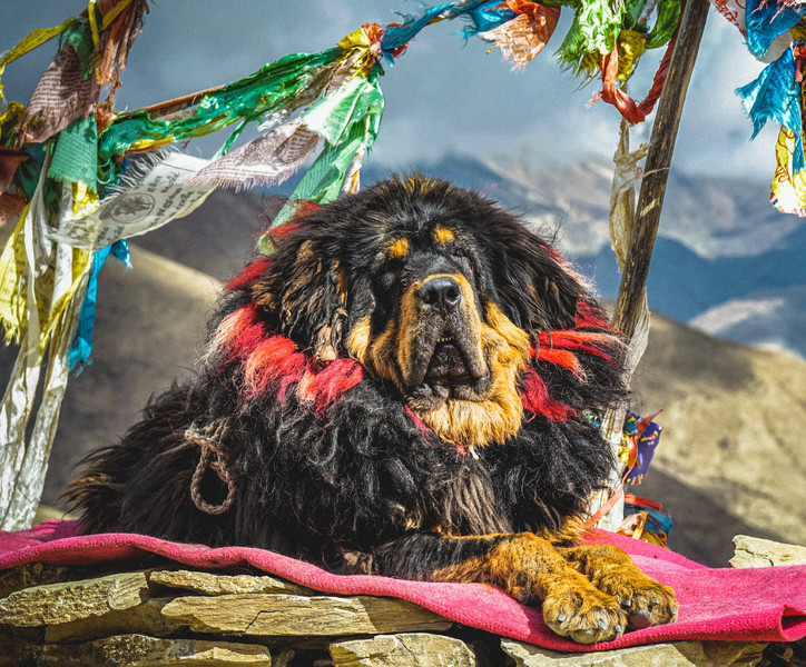 Ausgewachsener Tibetdoggen-Rüde in Tibet