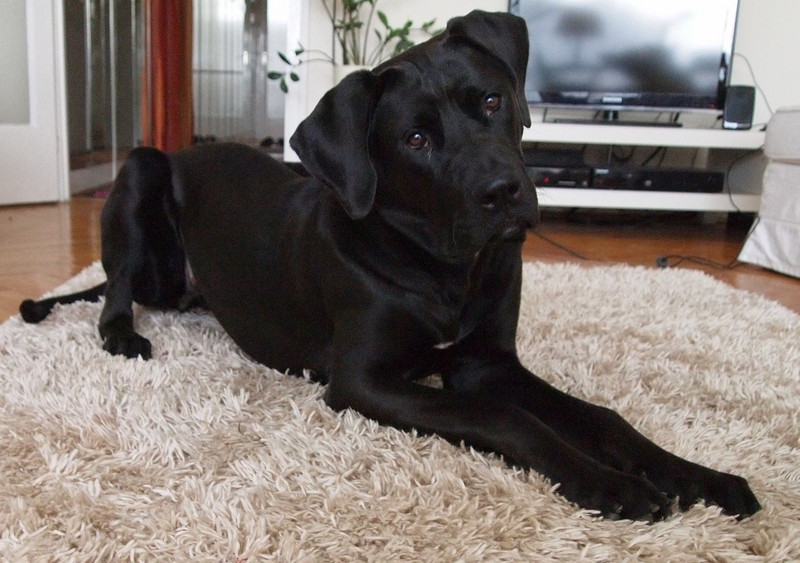Schwarzer Tosa Inu