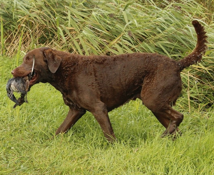 Chesapeake Bay Retriever beim Apportieren von Wasservogel