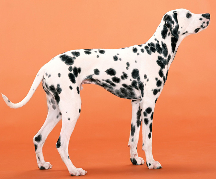 Dalmatiner: sportliche-eleganter Laufhund
