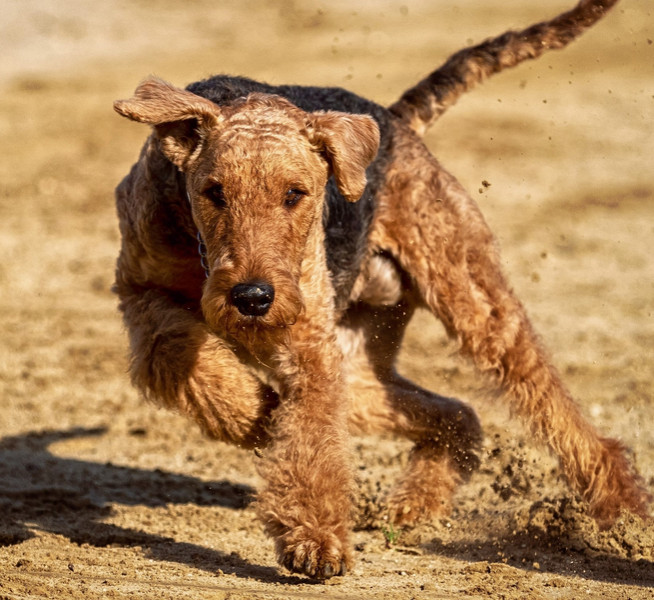 Airedale Terrier in Aktion