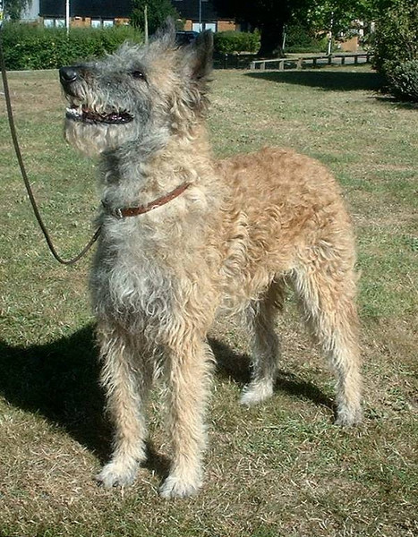 Laekenois: seltener rauhaariger belgischer Schäferhund