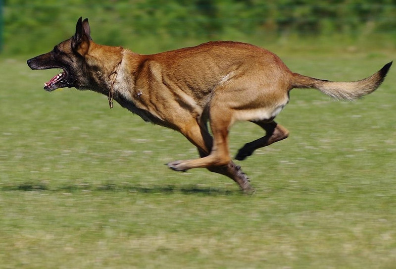 Athletisch: Malinois (belgischer Schäferhund) in Aktion