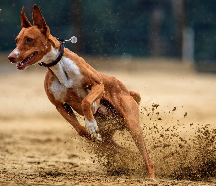 Podenco auf Coursing-Rennbahn