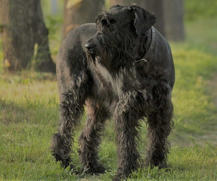 Riesenschnauzer
