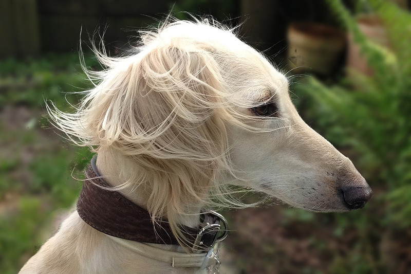 Saluki, der dem größeren Shanxi Xigou sehr ähnlich sieht